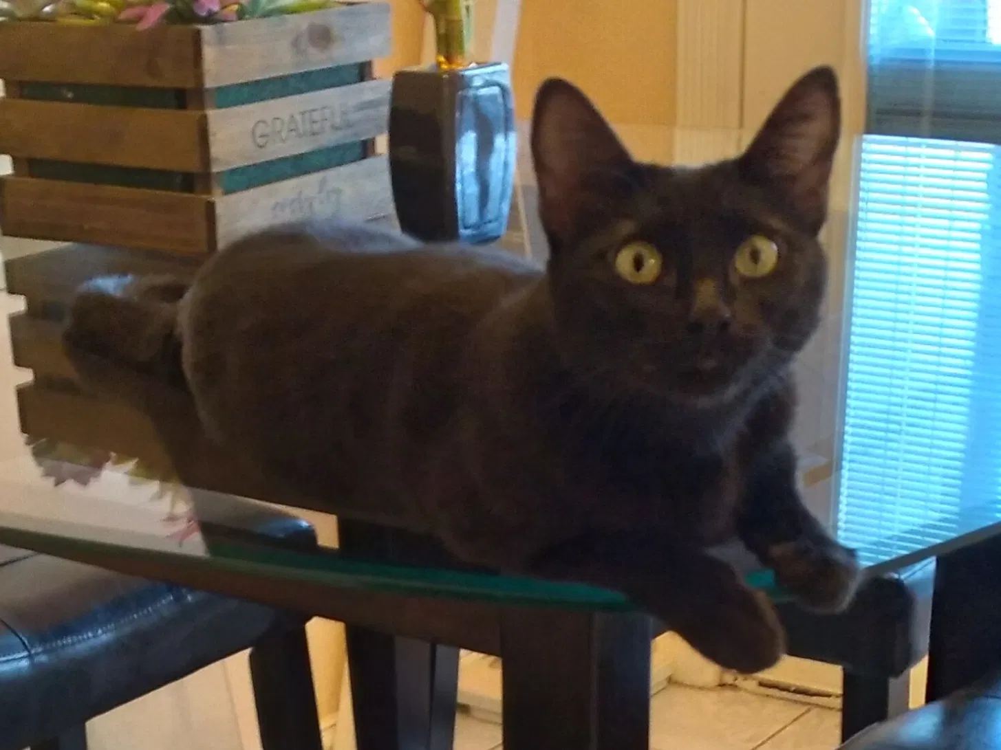 Lost cat in Fort Worth, TX, 76112