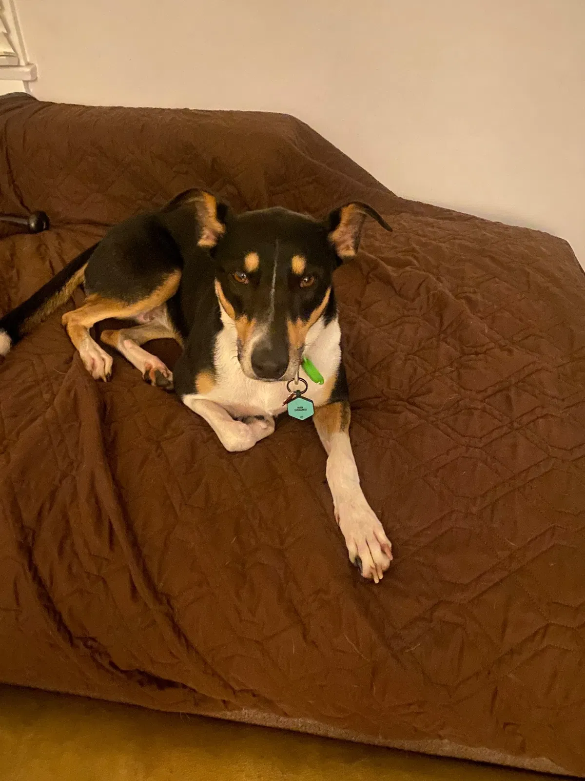 Lost dog in Los Angeles, CA, 90066