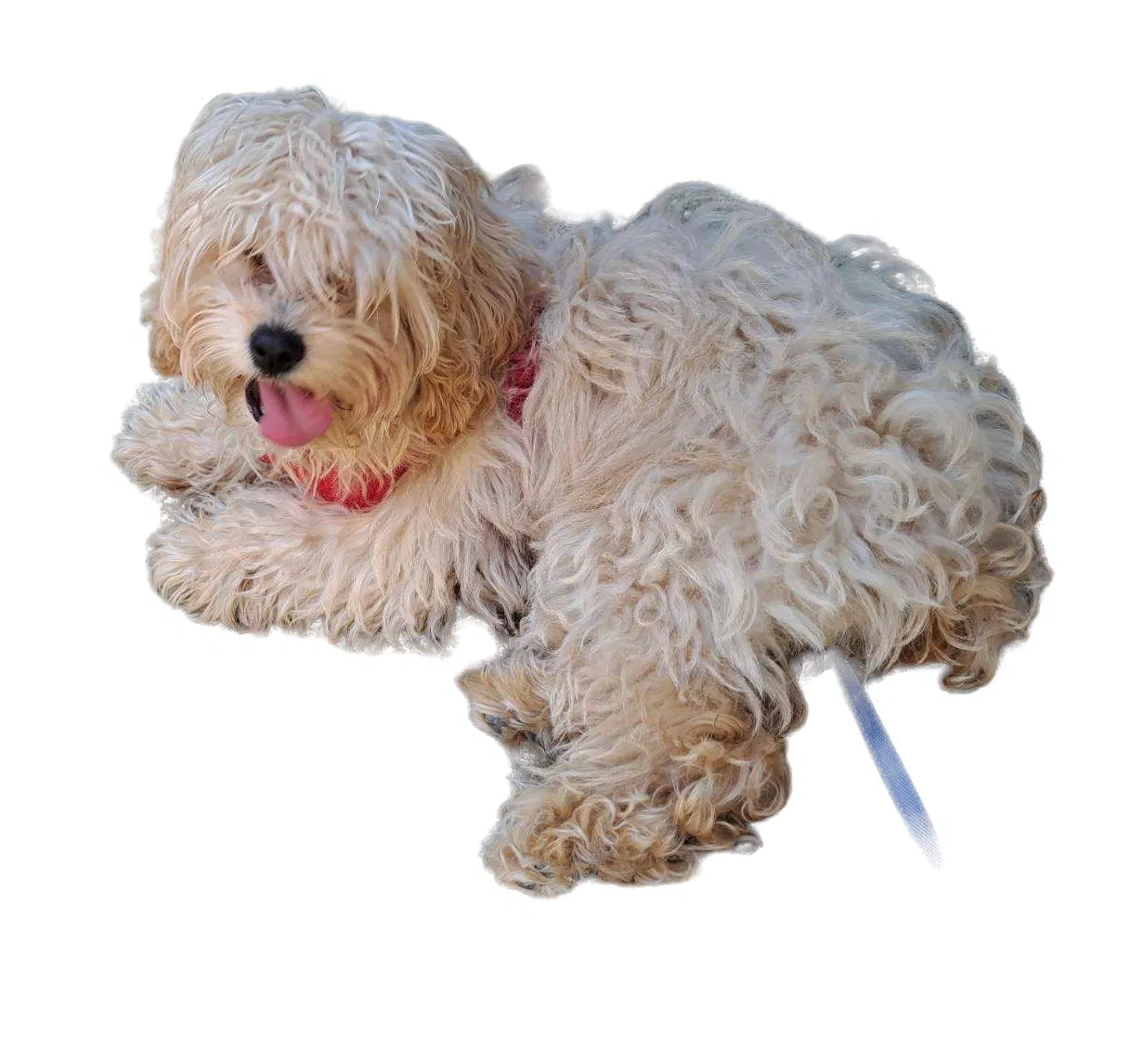 Lost dog in National City, CA, 91950