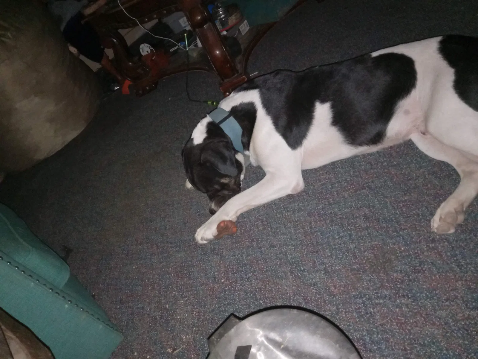 Lost dog in Mabank, TX, 75156