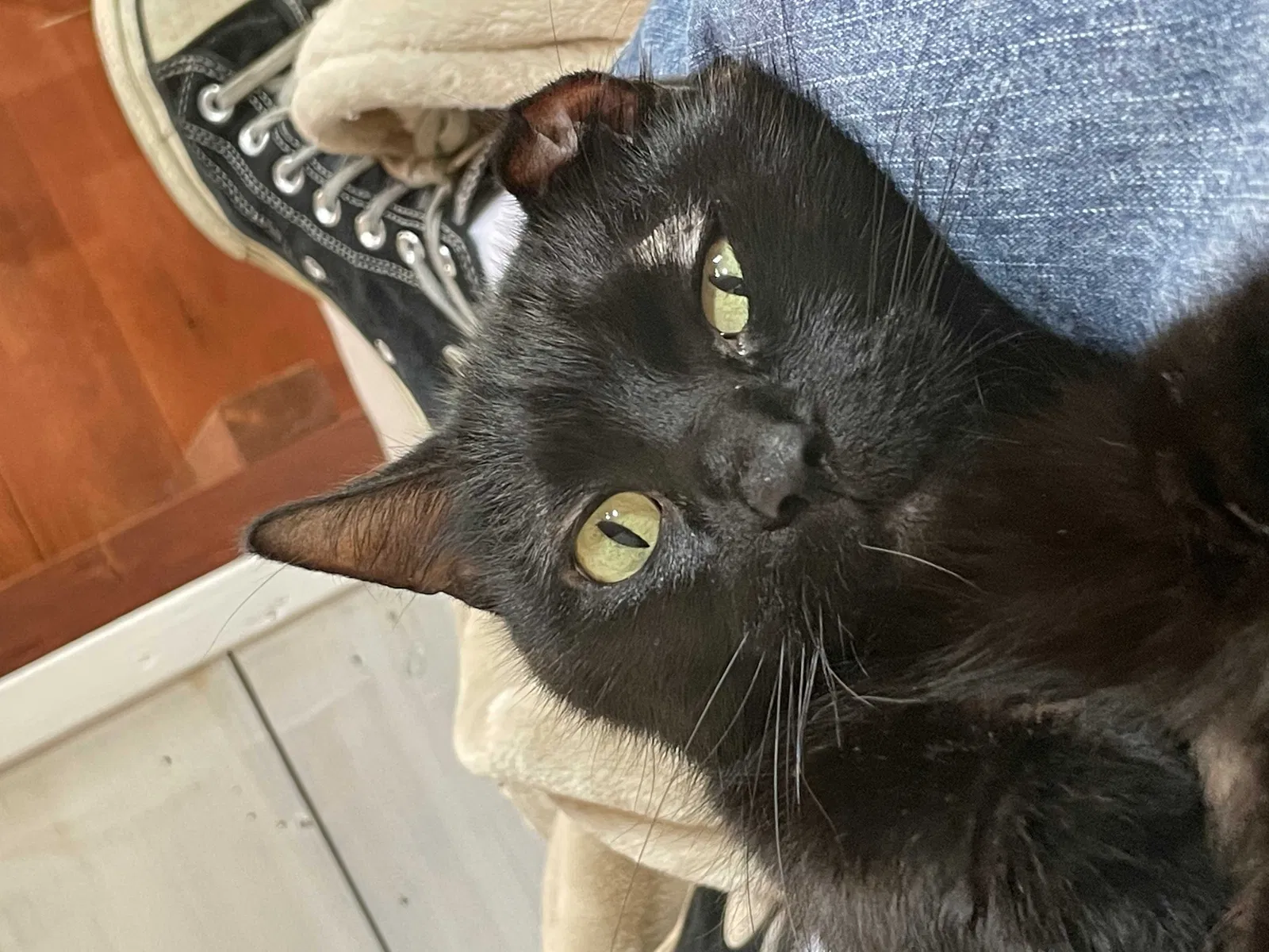 Lost cat in Mequon, WI, 53097