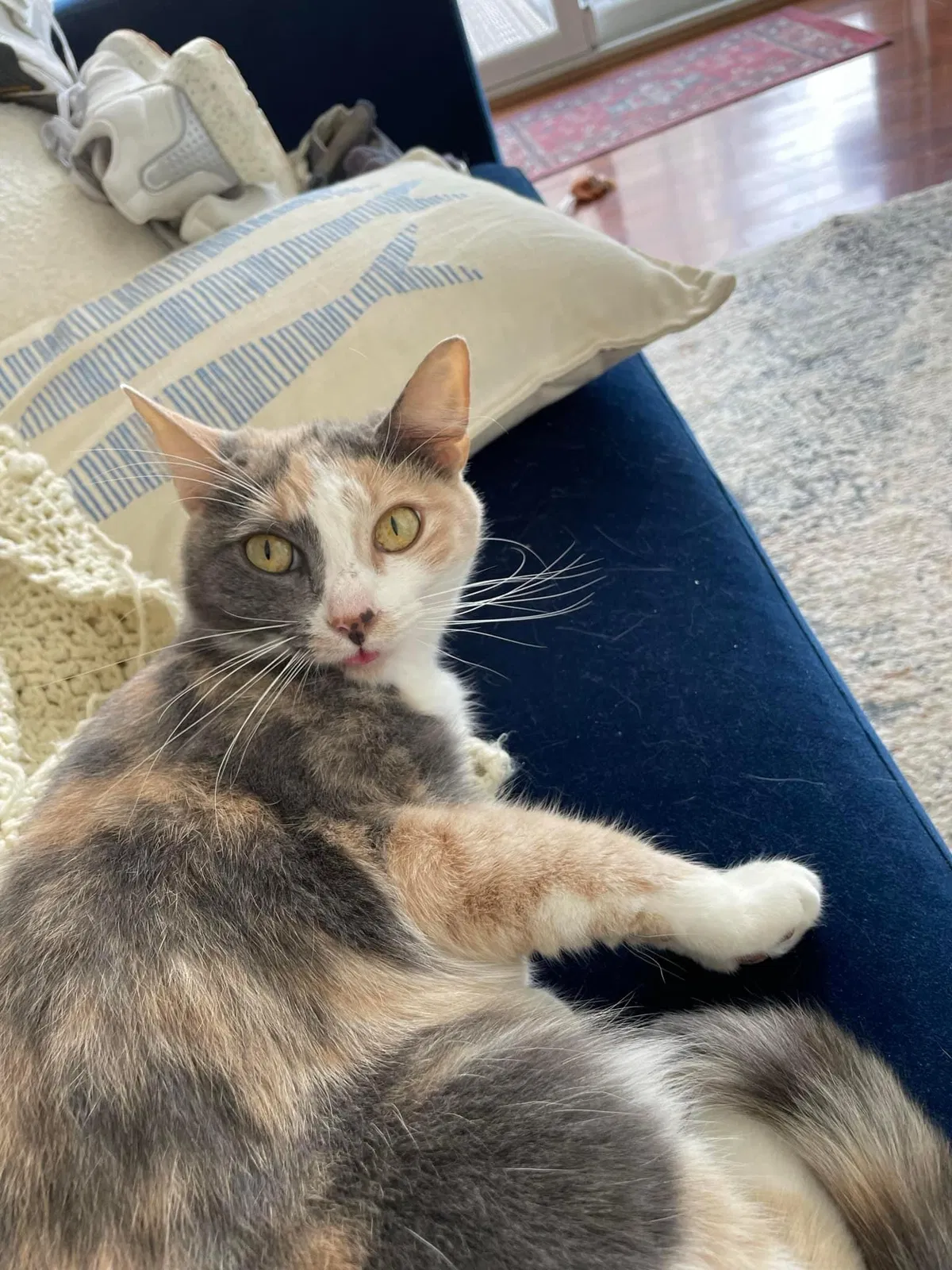 Lost cat in Raleigh, NC, 27603