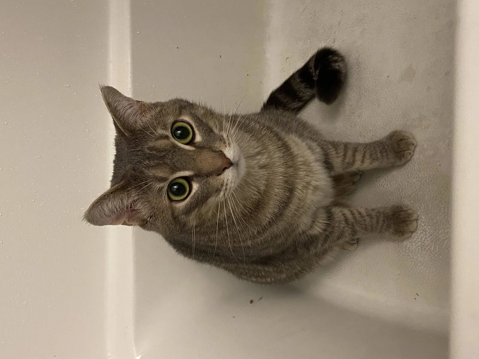 Lost cat in Madison, WI, 53705