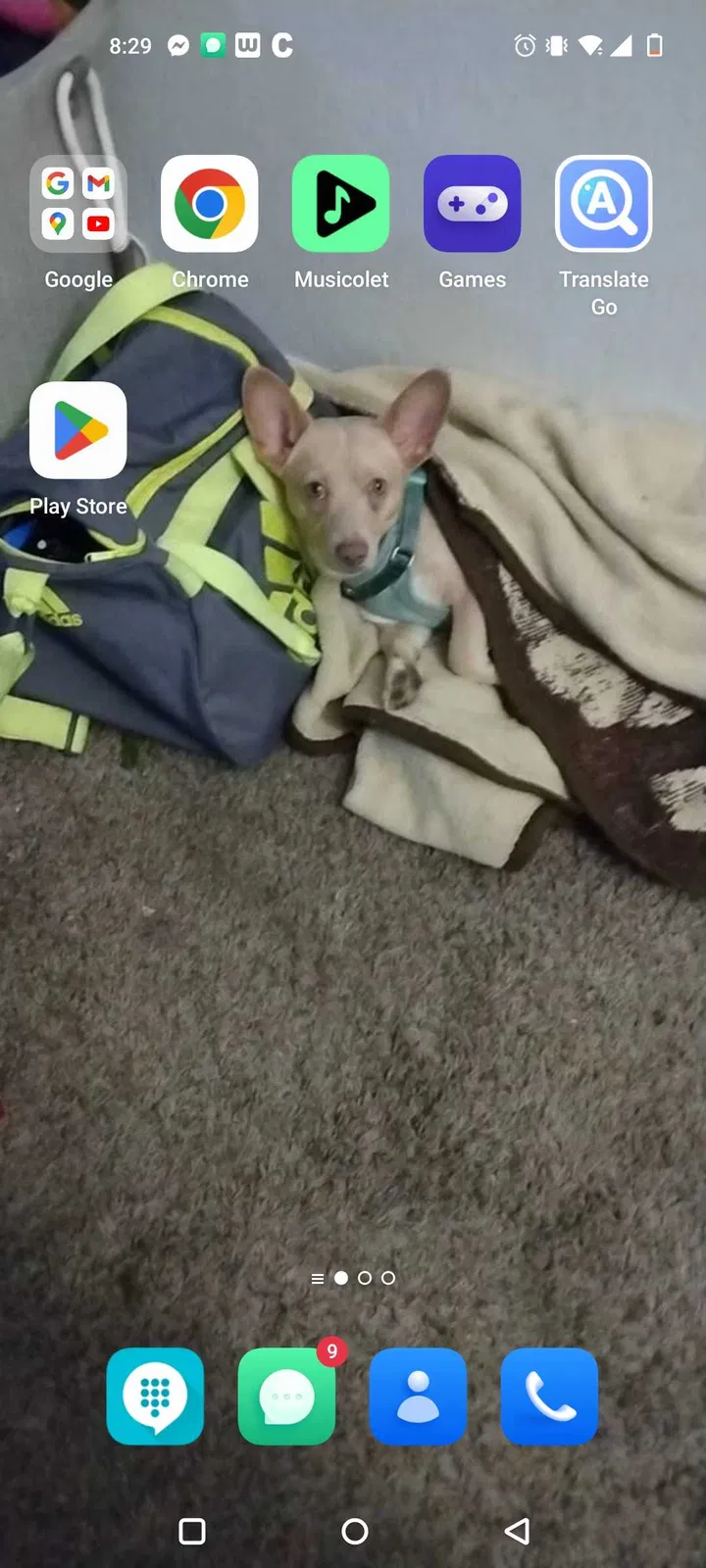 Lost dog in Denver, CO, 80233