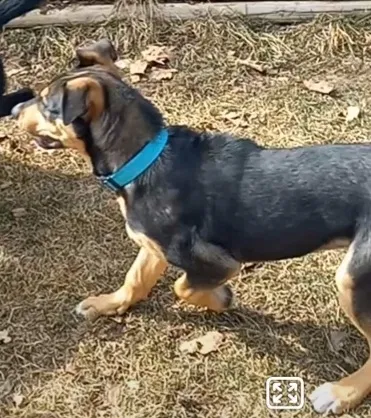 Lost dog in Boise, ID, 83704
