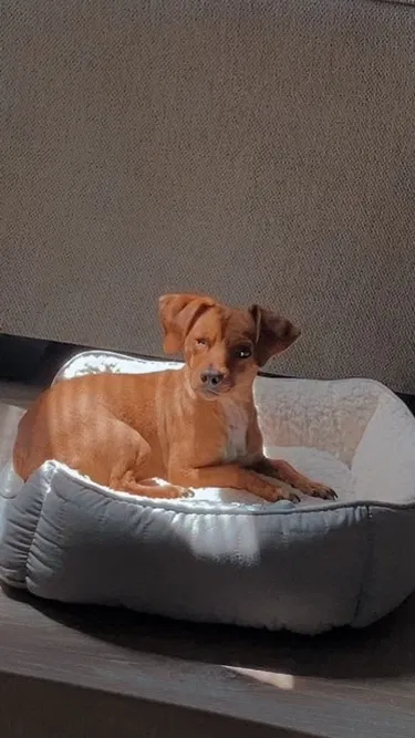 Lost dog in Deer Park, TX, 77536
