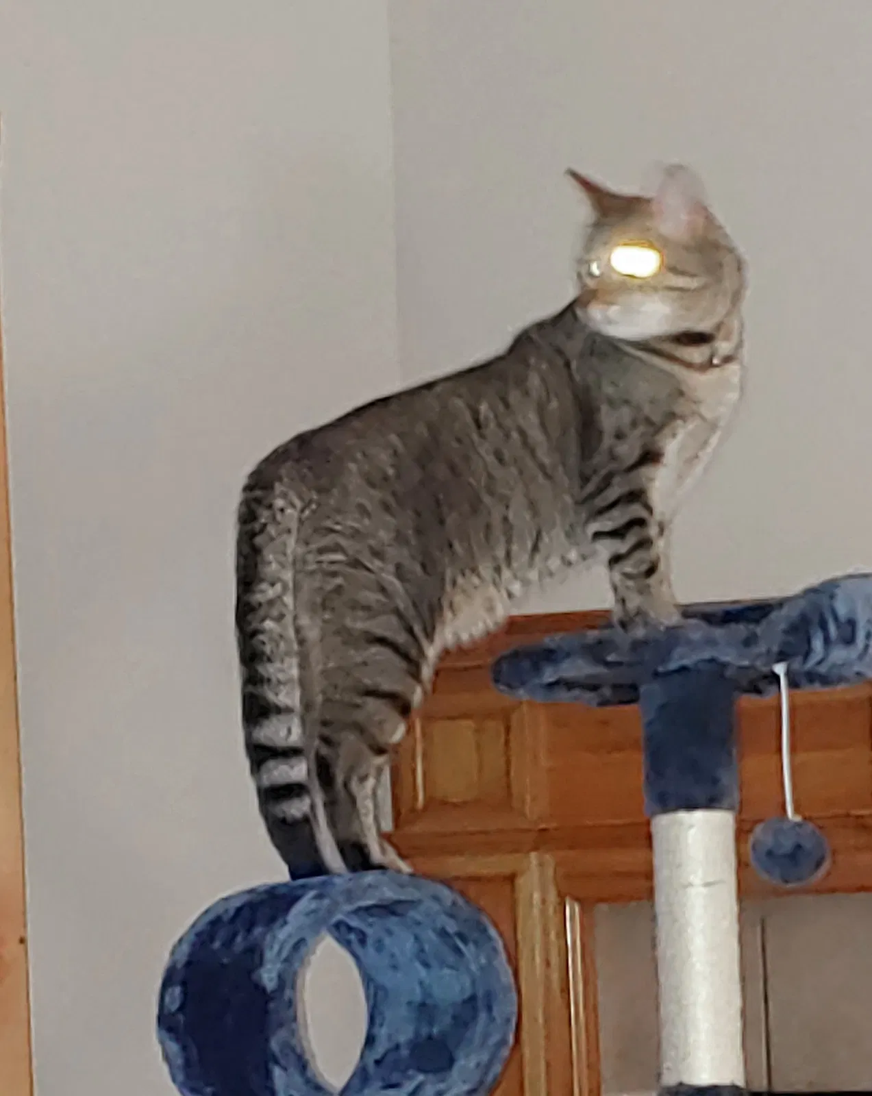 Lost cat in Madisonville, LA, 70447