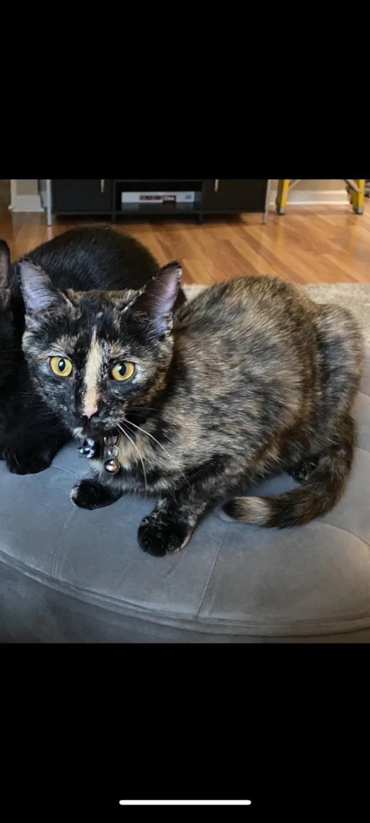 Lost cat in Indianapolis, IN, 46268