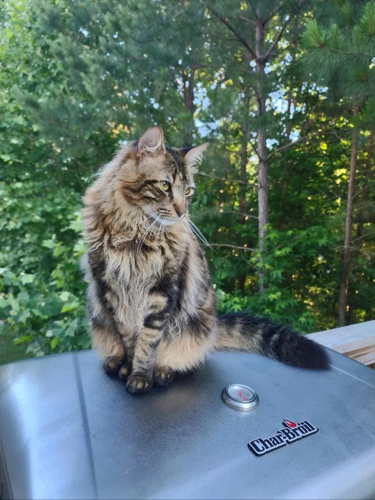 Lost cat in Dallas, GA, 30132