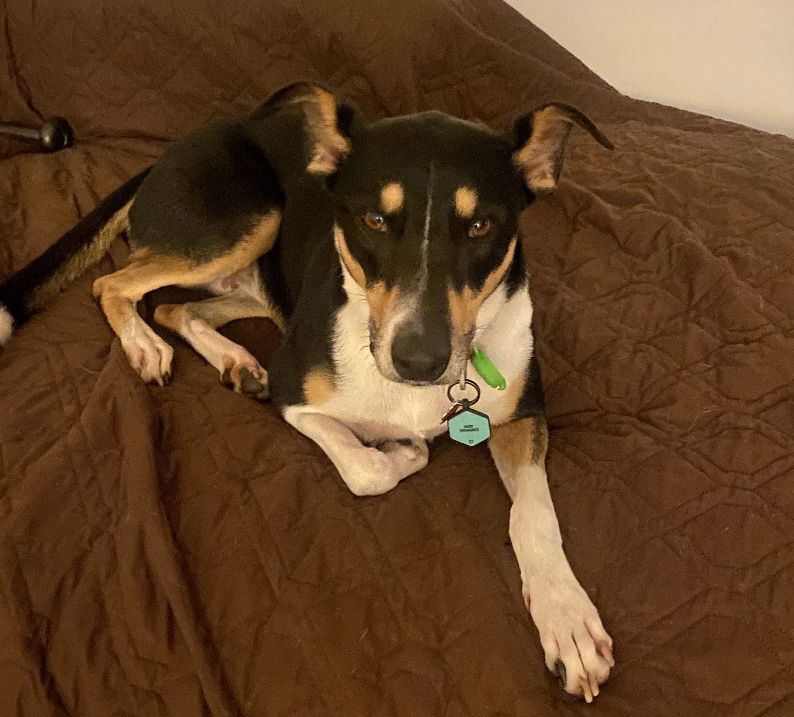 Lost dog in Los Angeles, CA, 90066
