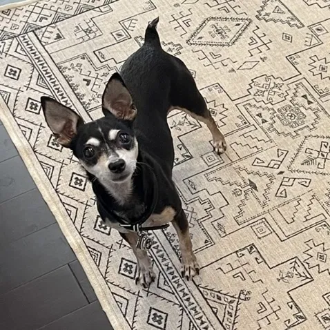 Lost dog in Venice, CA, 90291
