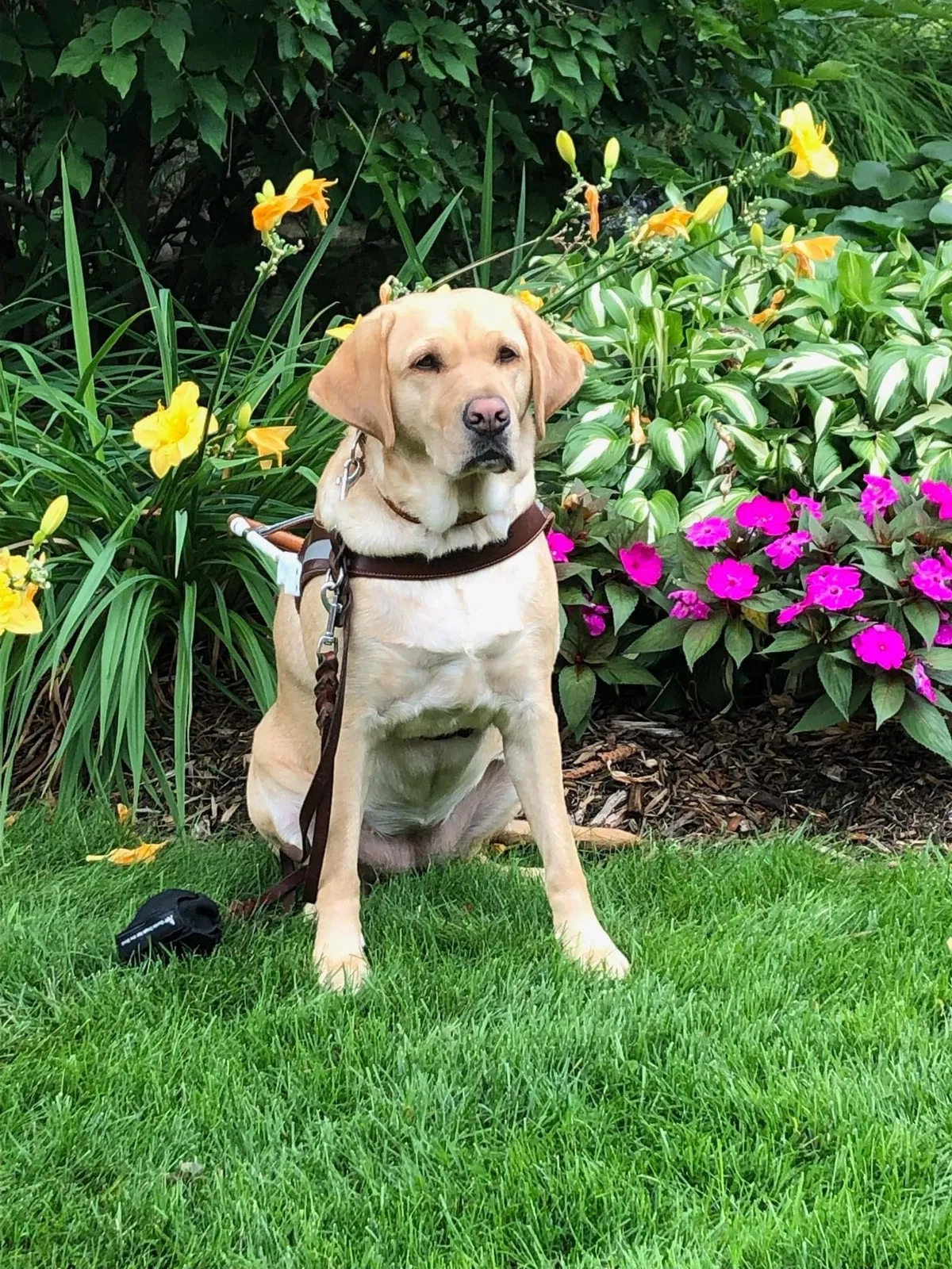 Lost dog in Hudson, WI, 54016