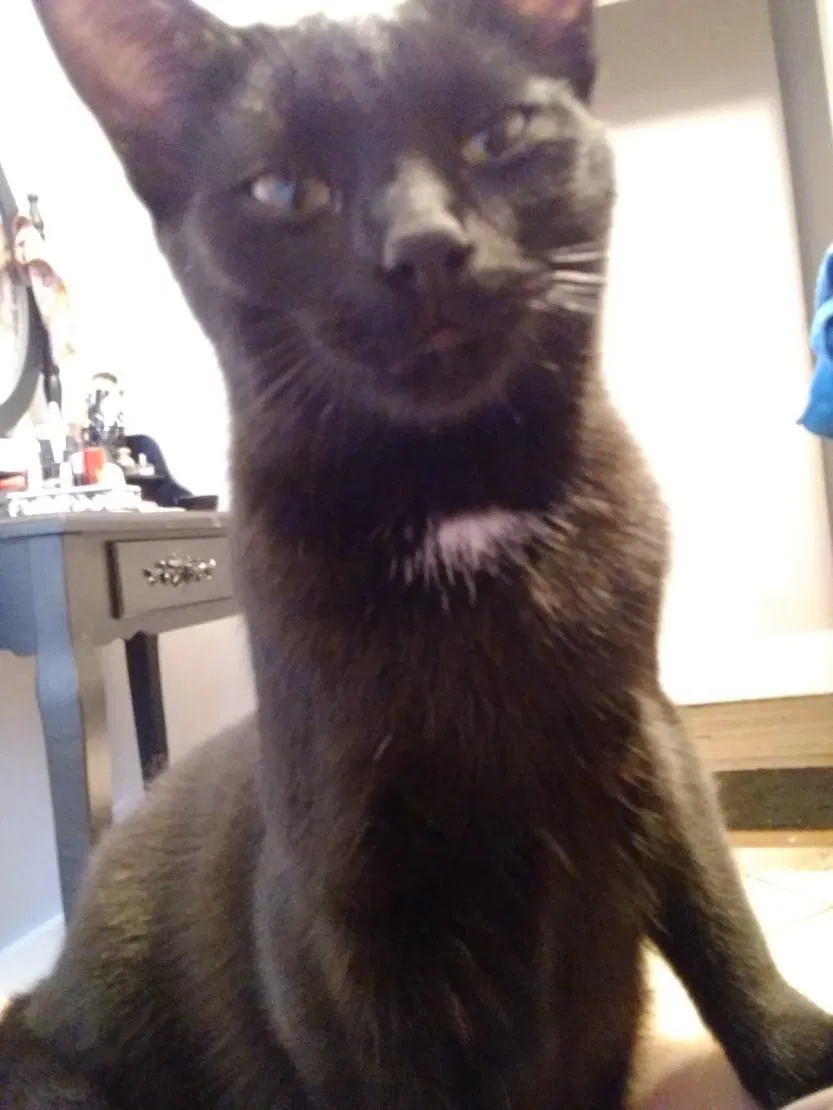 Lost cat in Detroit, MI, 48215