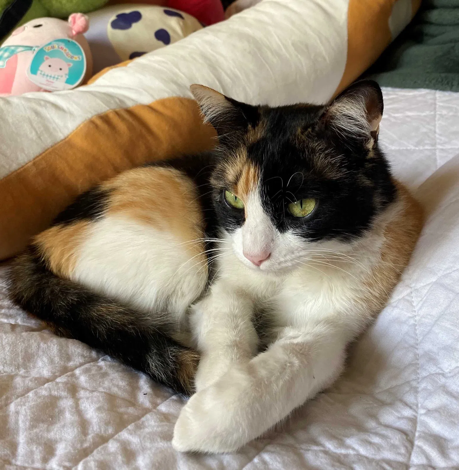 Lost cat in Las Vegas, NV, 89134