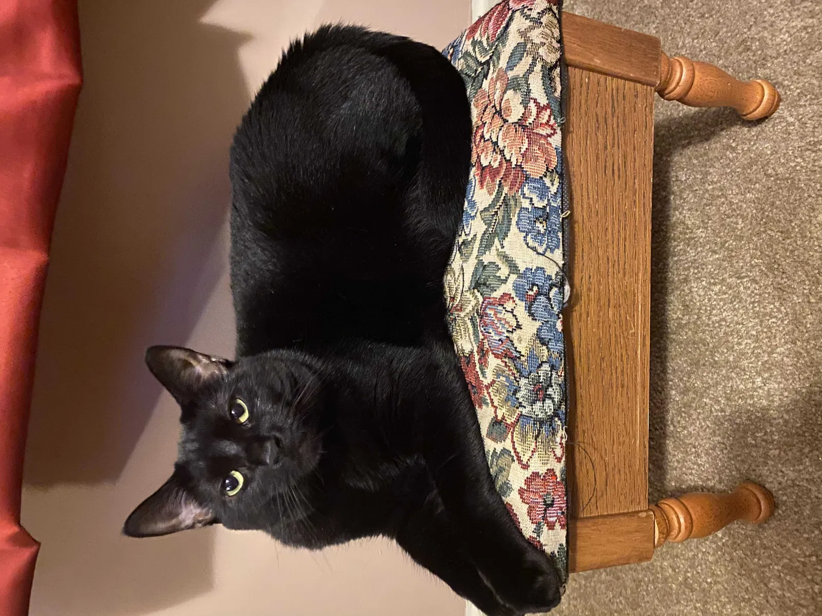 Lost cat in West Milford, NJ, 7480