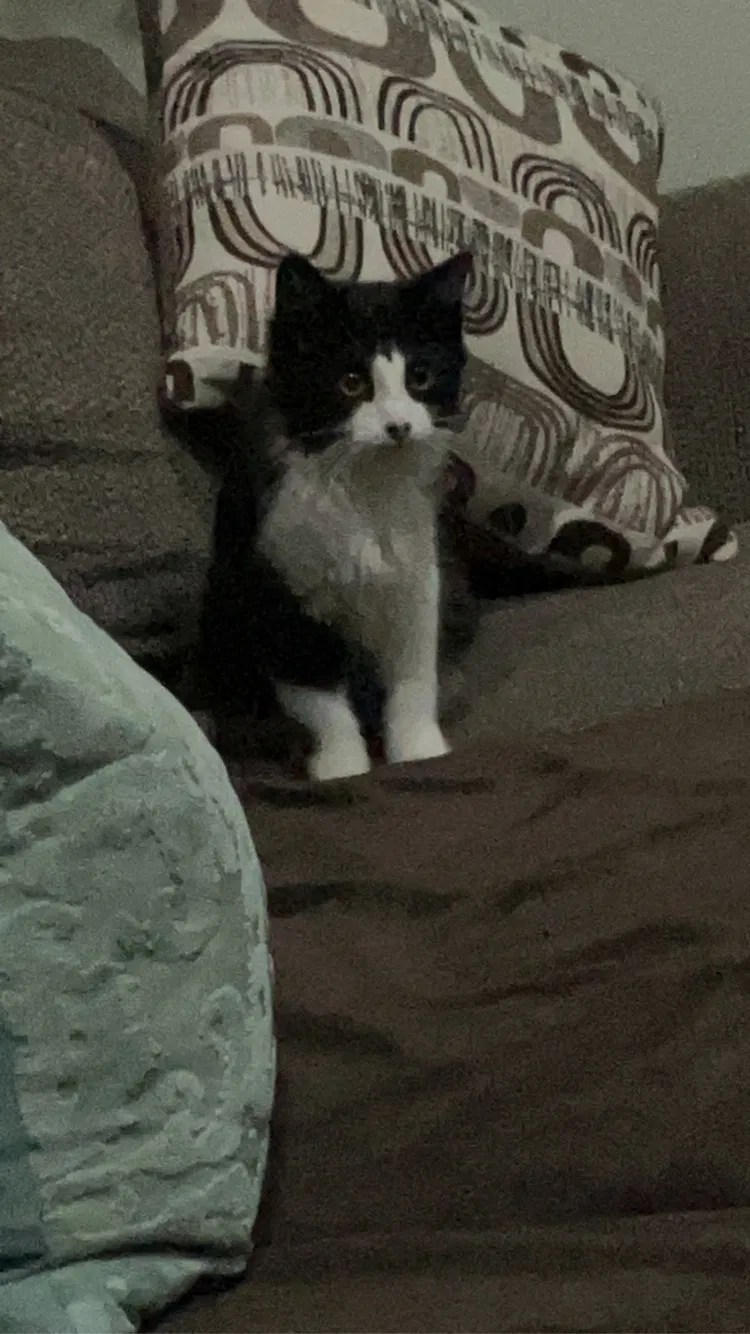 Lost cat in Holland, MI, 49424