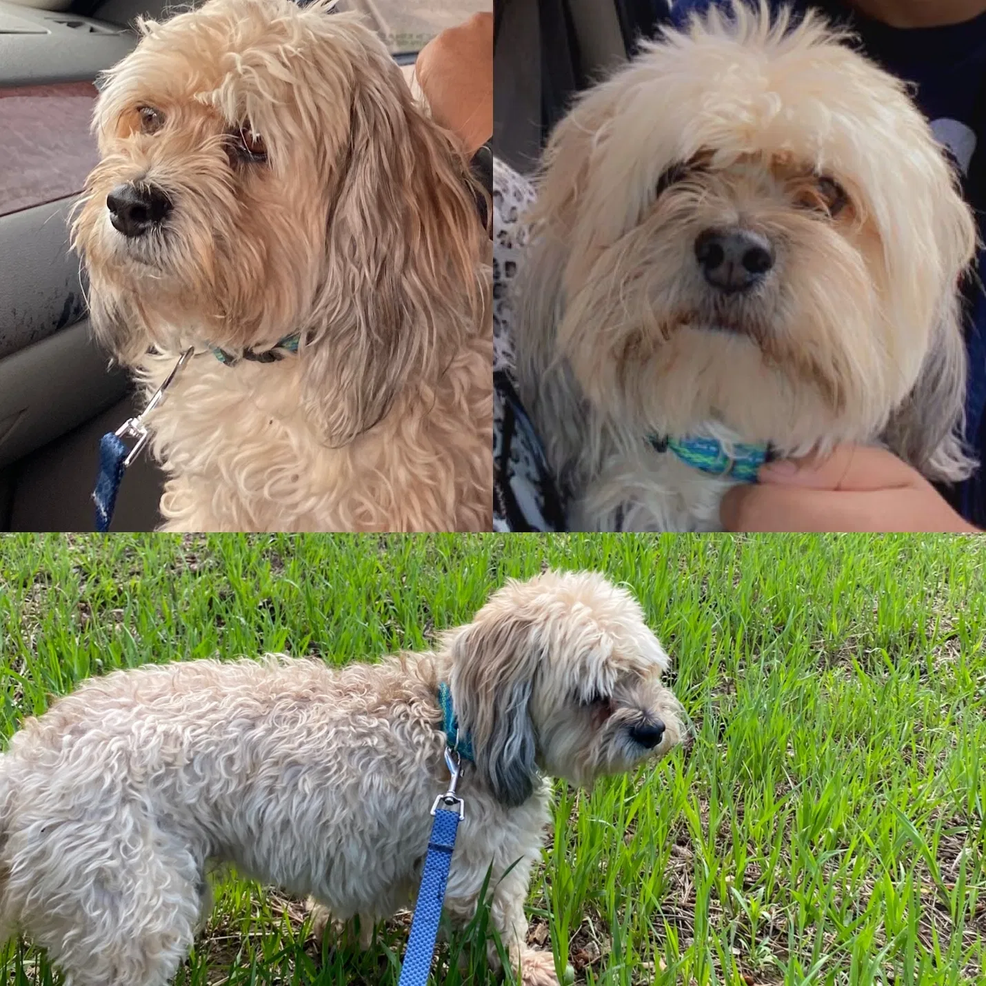 Lost dog in El Paso, TX, 79936