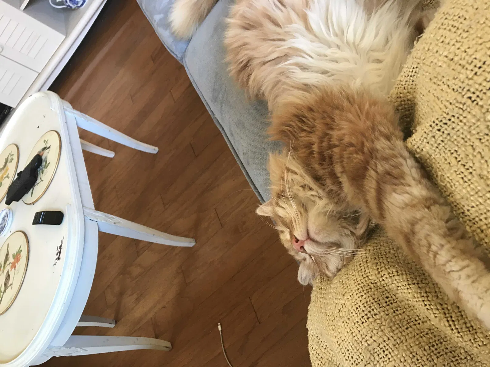 Lost cat in Lewisville, TX, 75067