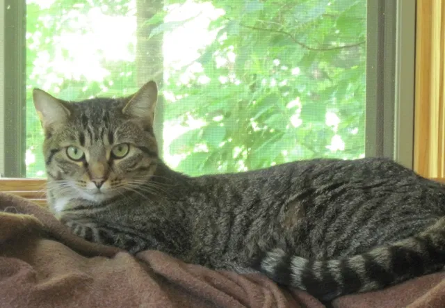 Lost cat in Andover, MA, 1810