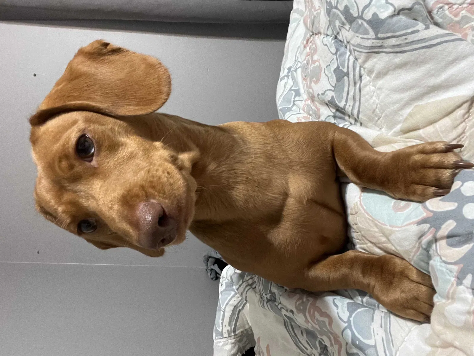 Lost dog in Woodstock, IL, 60098