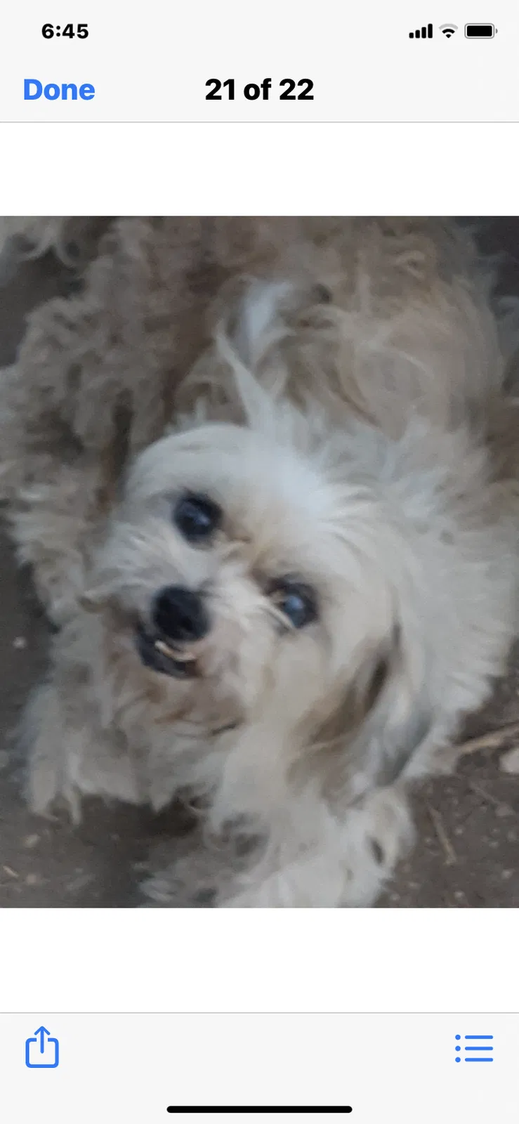 Lost dog in Azle, TX, 76020