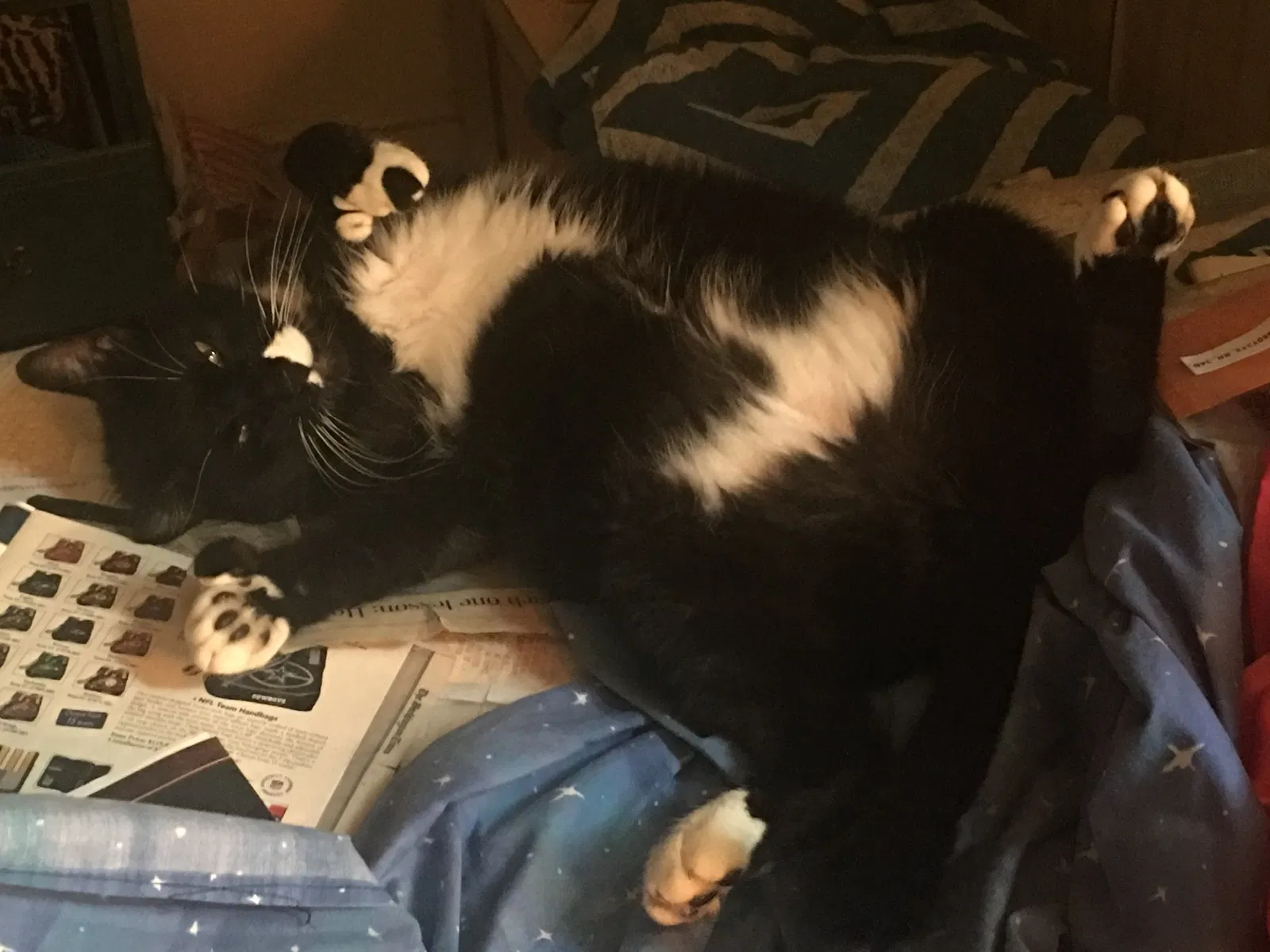 Lost cat in Annandale, VA, 22003