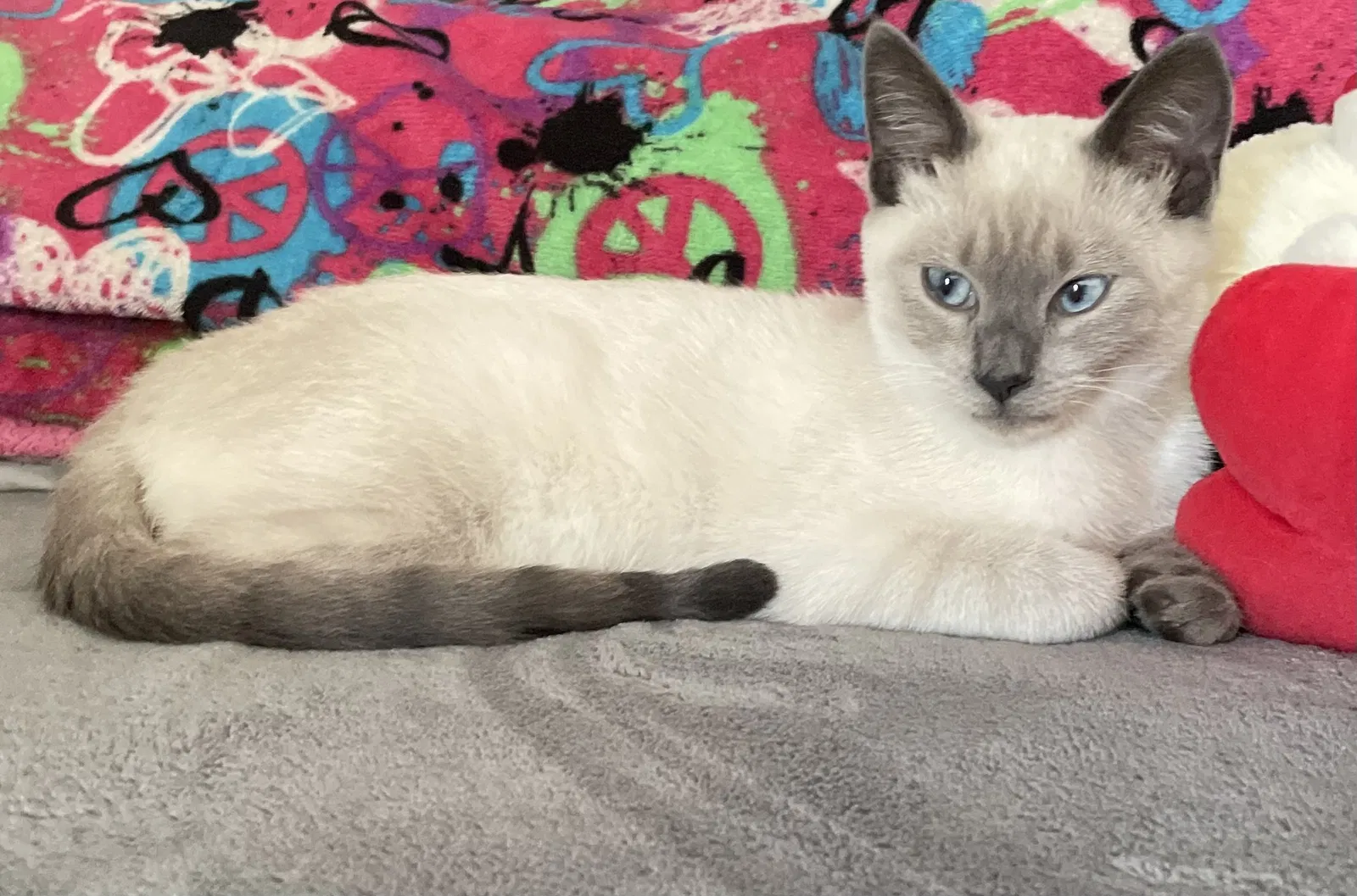 Lost cat in Soledad, CA, 93960