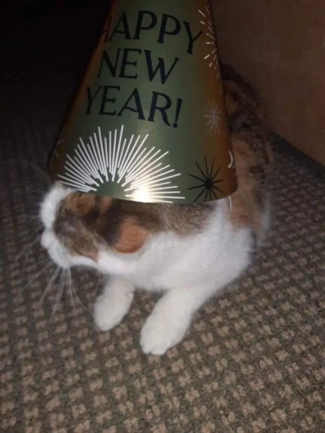 Lost cat in Appleton, WI, 54911