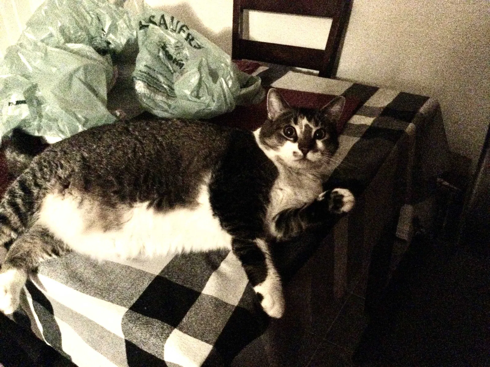 Lost cat in Libby, MT, 59923
