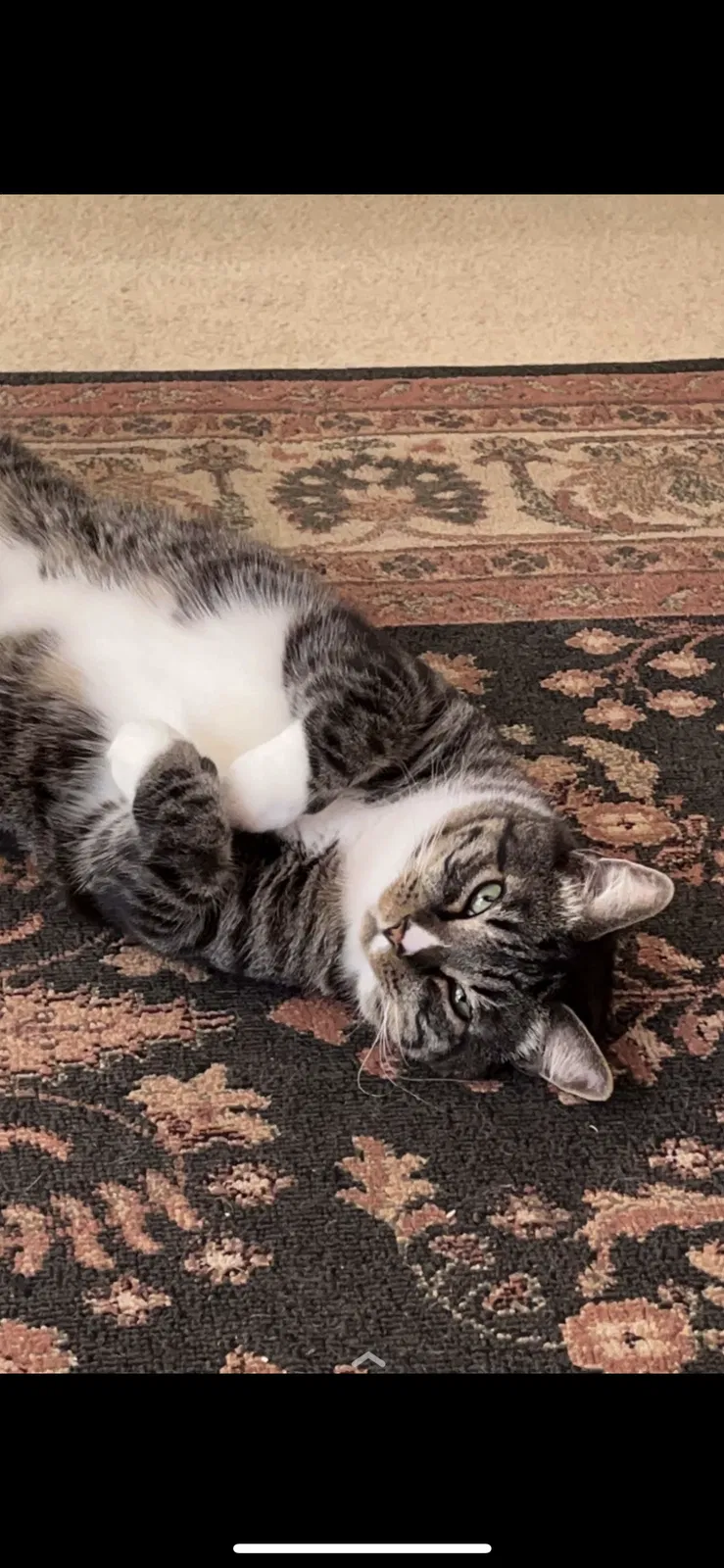 Lost cat in Lawrenceville, GA, 30045