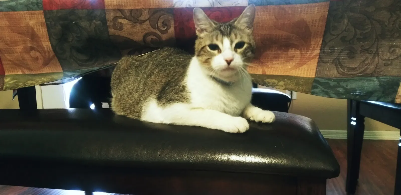 Lost cat in Houston, TX, 77082
