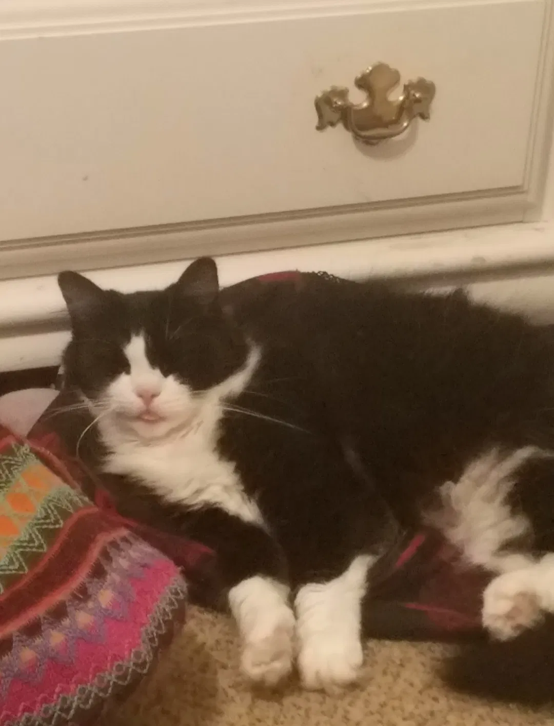 Lost cat in Pelham, AL, 35124