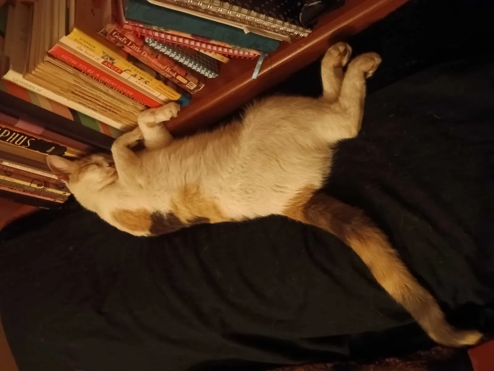 Lost cat in Mishawaka, IN, 46545