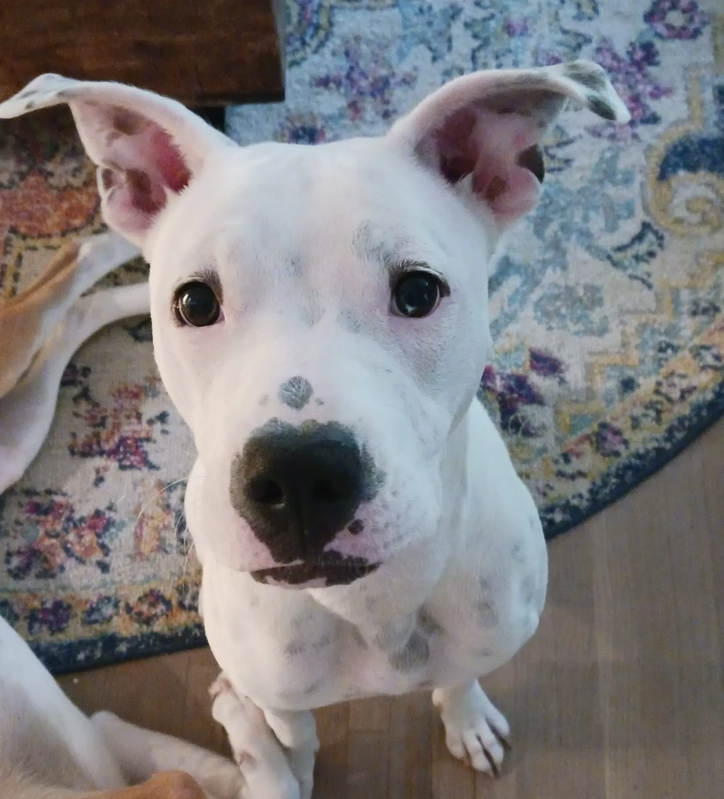 Found dog in Tulsa, OK, 74107