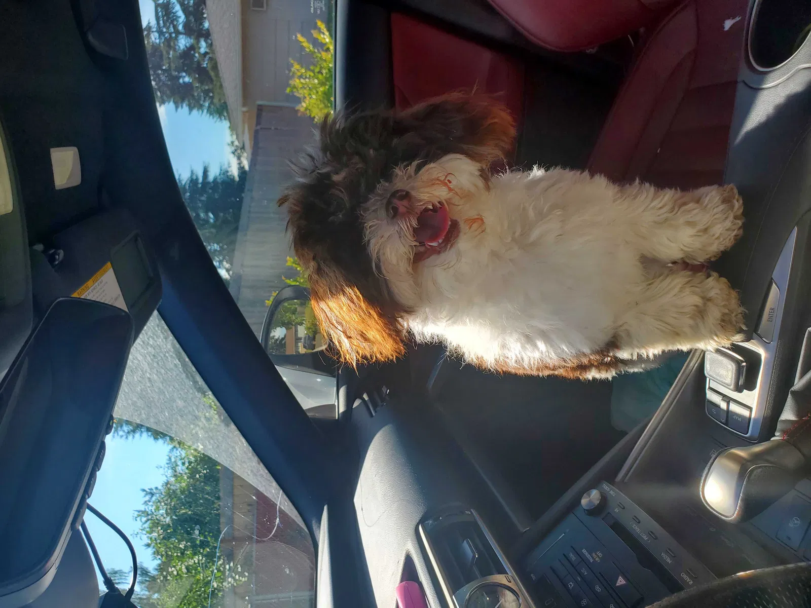 Lost dog in Steilacoom, WA, 98388