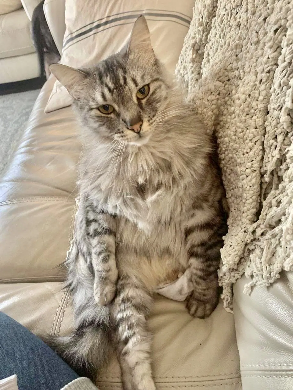 Lost cat in Seattle, WA, 98155