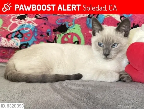 Lost cat in Soledad, CA, 93960
