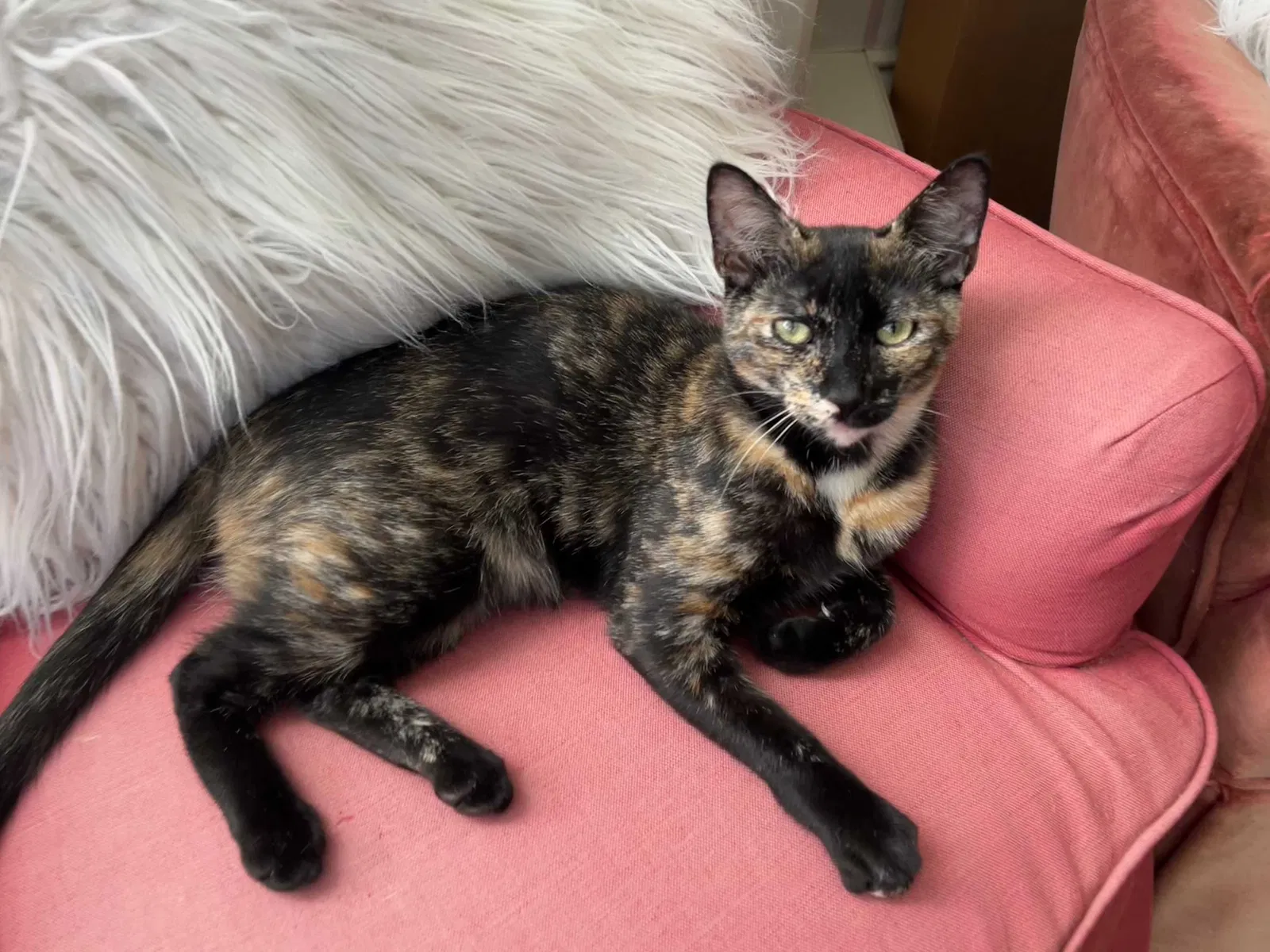 Lost cat in Newington, CT, 6111
