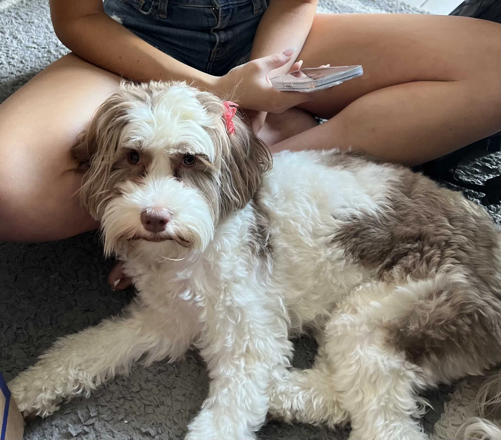 Lost dog in Upland, CA, 91784