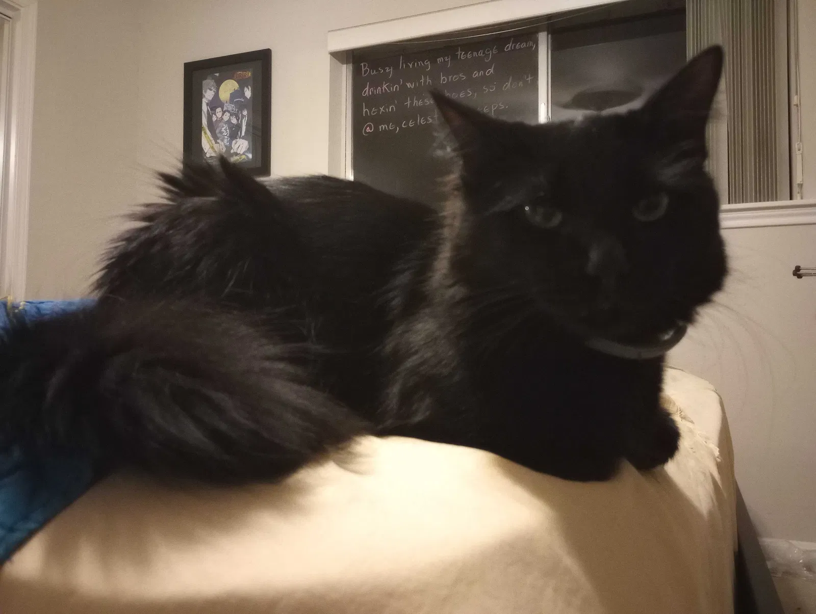Lost cat in Conroe, TX, 77301