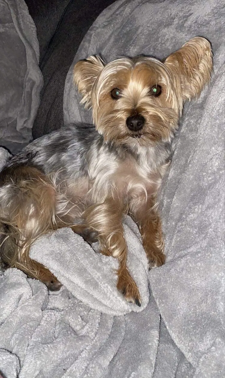 Lost dog in Chula Vista, CA, 91911