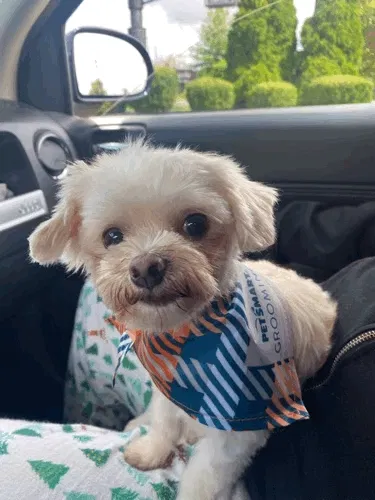 Lost dog in Columbus, OH, 43217