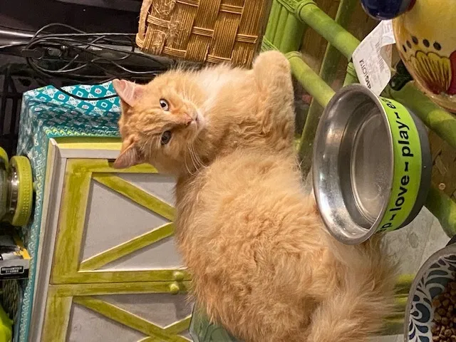 Lost cat in Hudson, FL, 34667