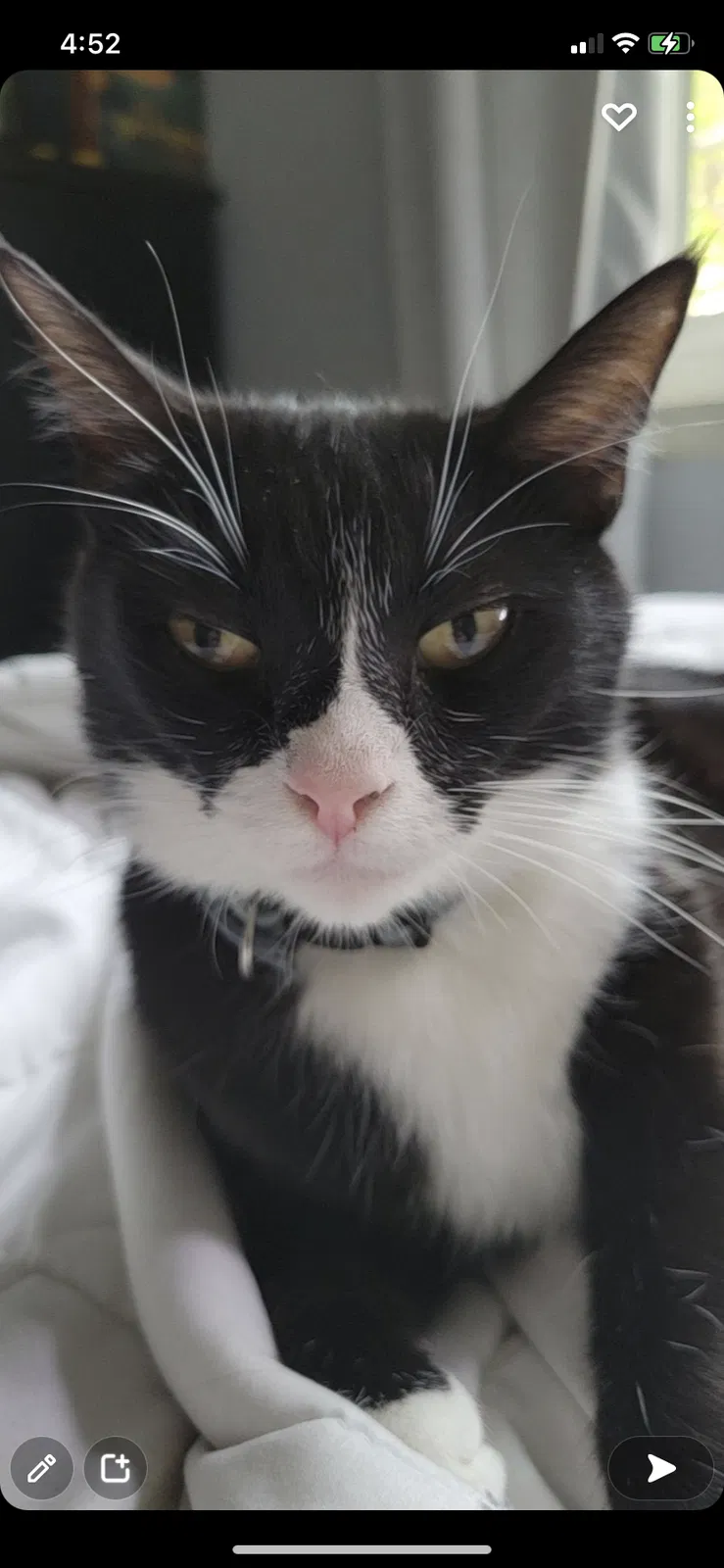 Lost cat in Walnut, CA, 91789