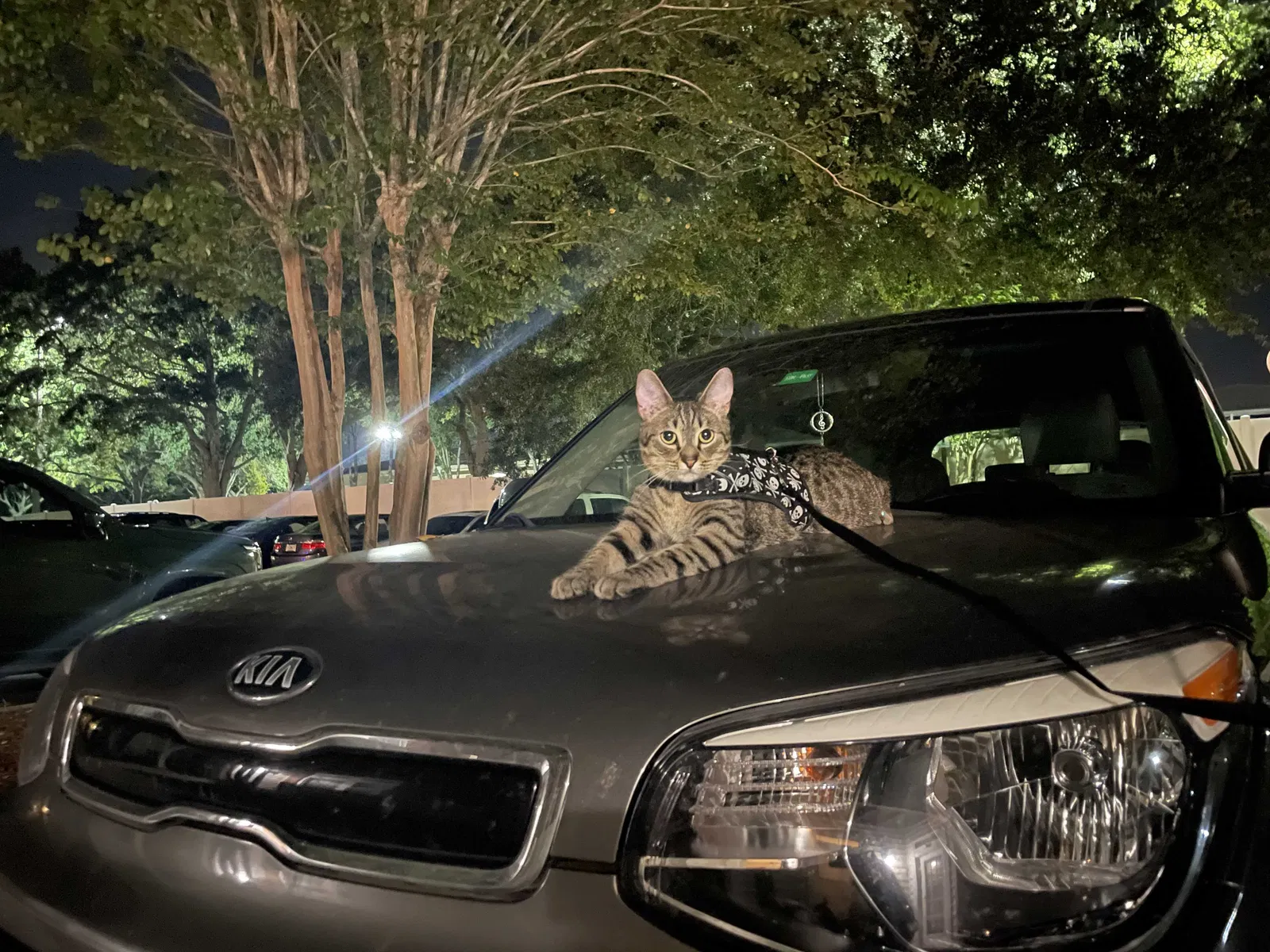 Lost cat in Tampa, FL, 33612