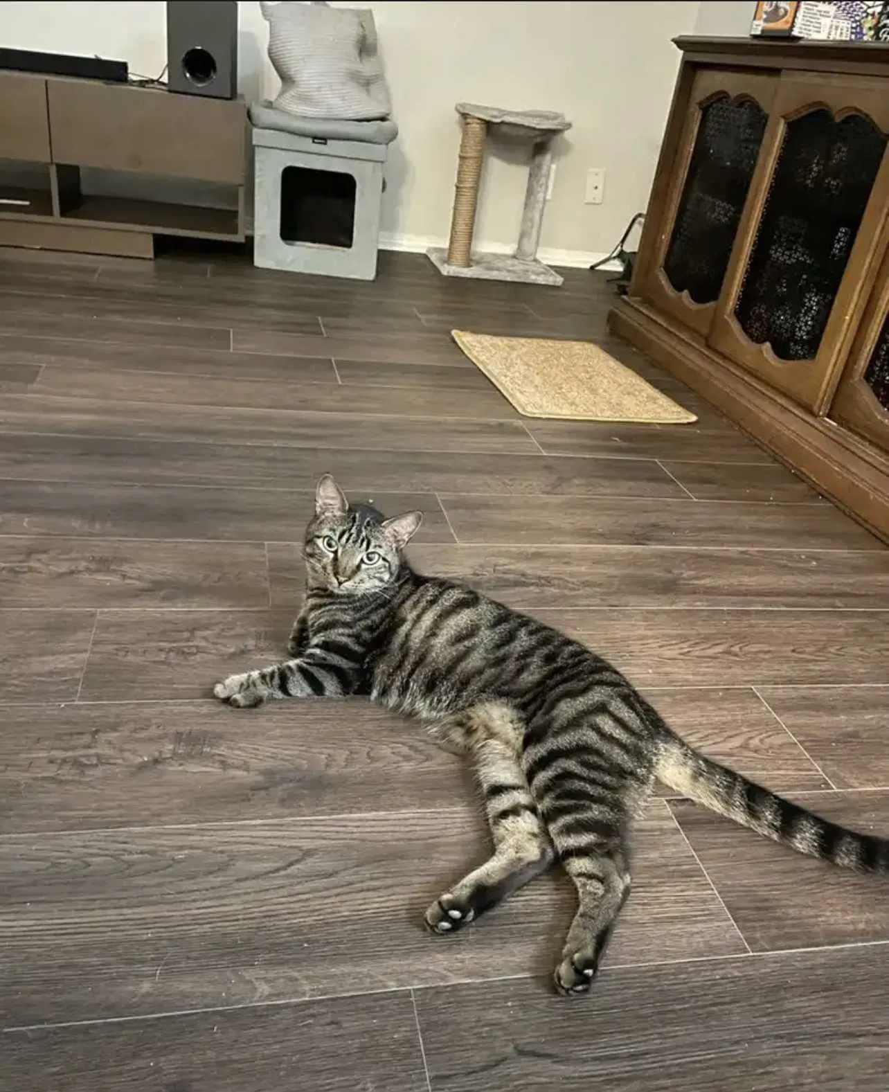 Lost cat in San Antonio, TX, 78250