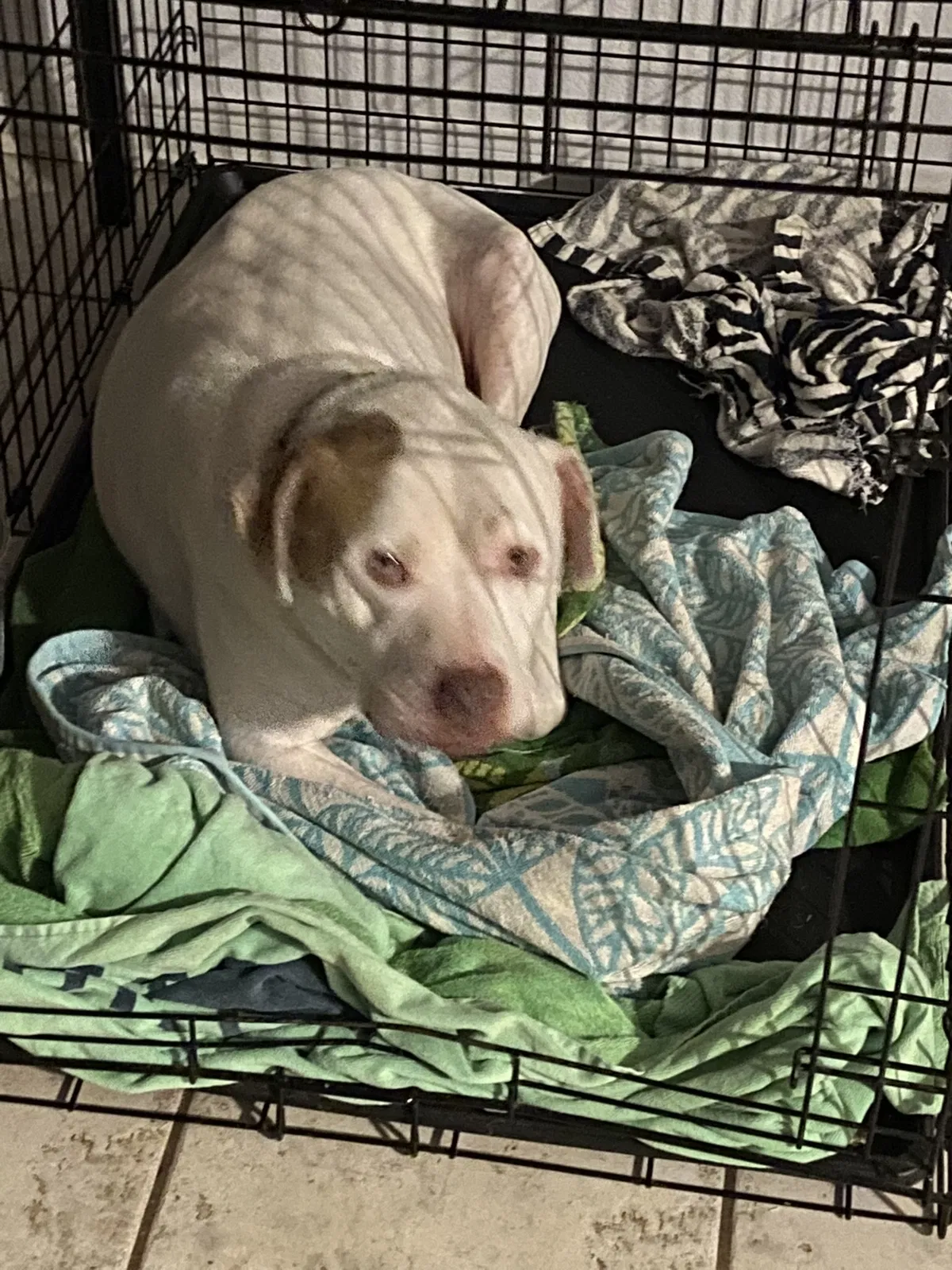 Lost dog in Angleton, TX, 77515