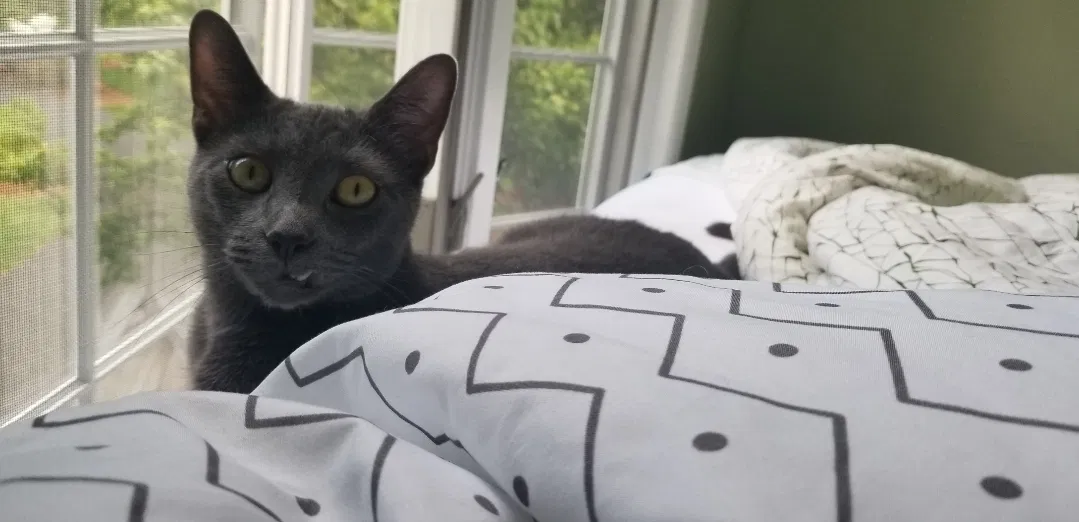 Lost cat in Saddle River, NJ, 7458
