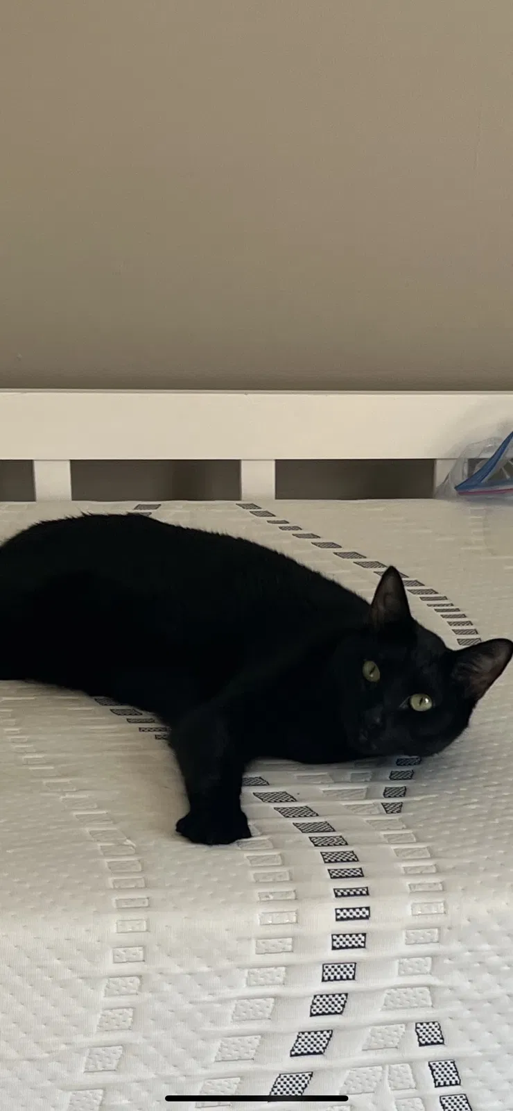 Lost cat in Elizabethtown, KY, 42701