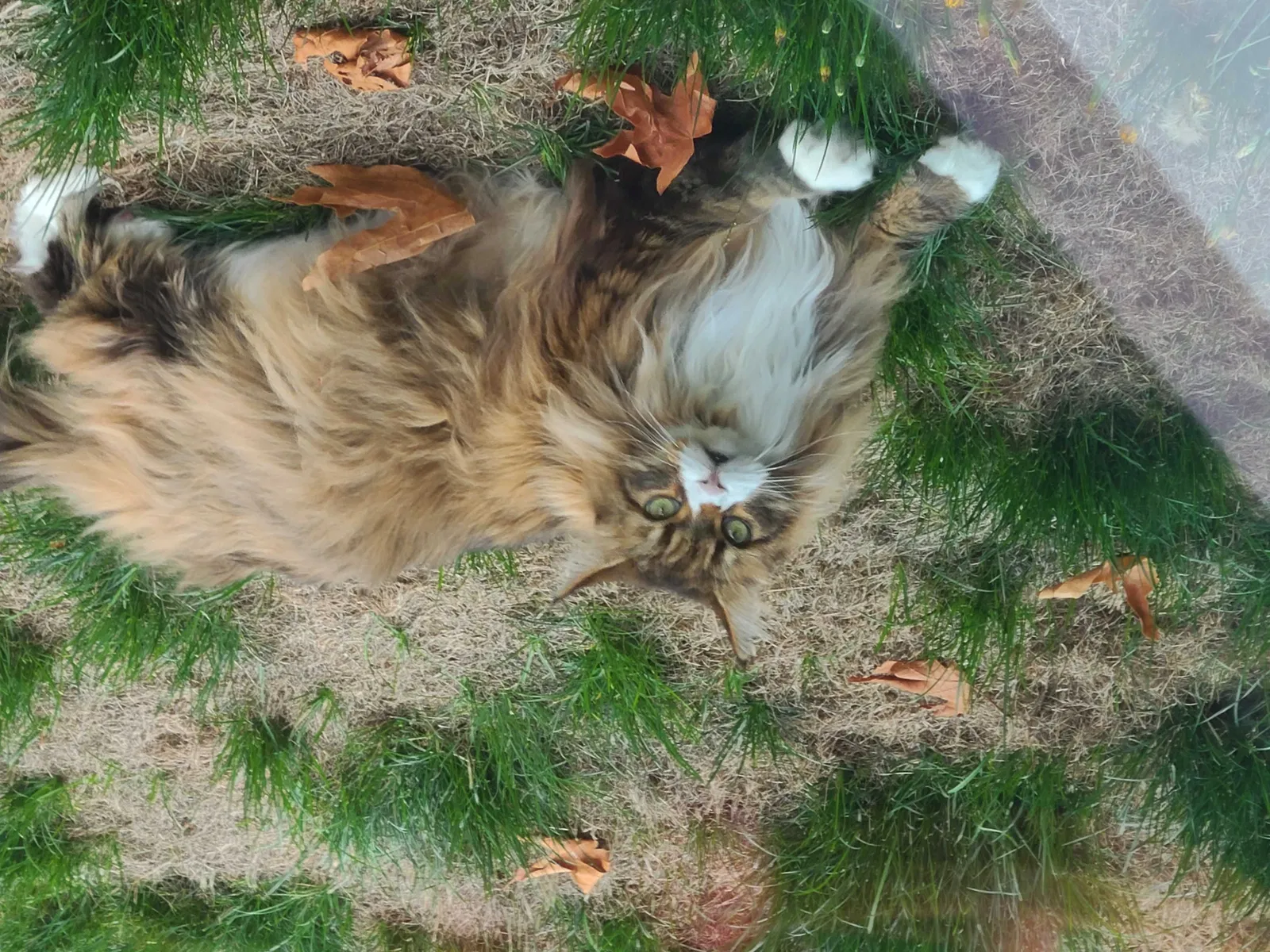 Lost cat in Tacoma, WA, 98422